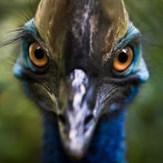 A cassowary roaming in a rainforest area.